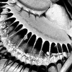 In the land where the Vallorn grows