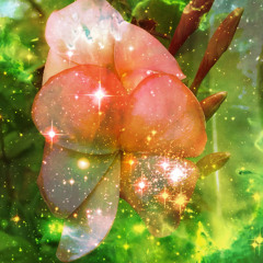 thehumofthebeesisthevoiceofthegarden........pollination