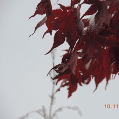 CANDY PAINT PROD. SYDNEY RUNNER