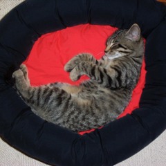 More main theme intro