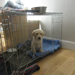 Let Me In - Squidger cover of Pillars of autumn aka kevin barley