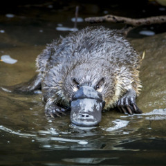 Platypus 9: The Fast & The Platious