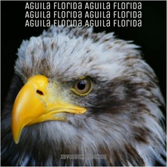 AGUILA FLORIDA