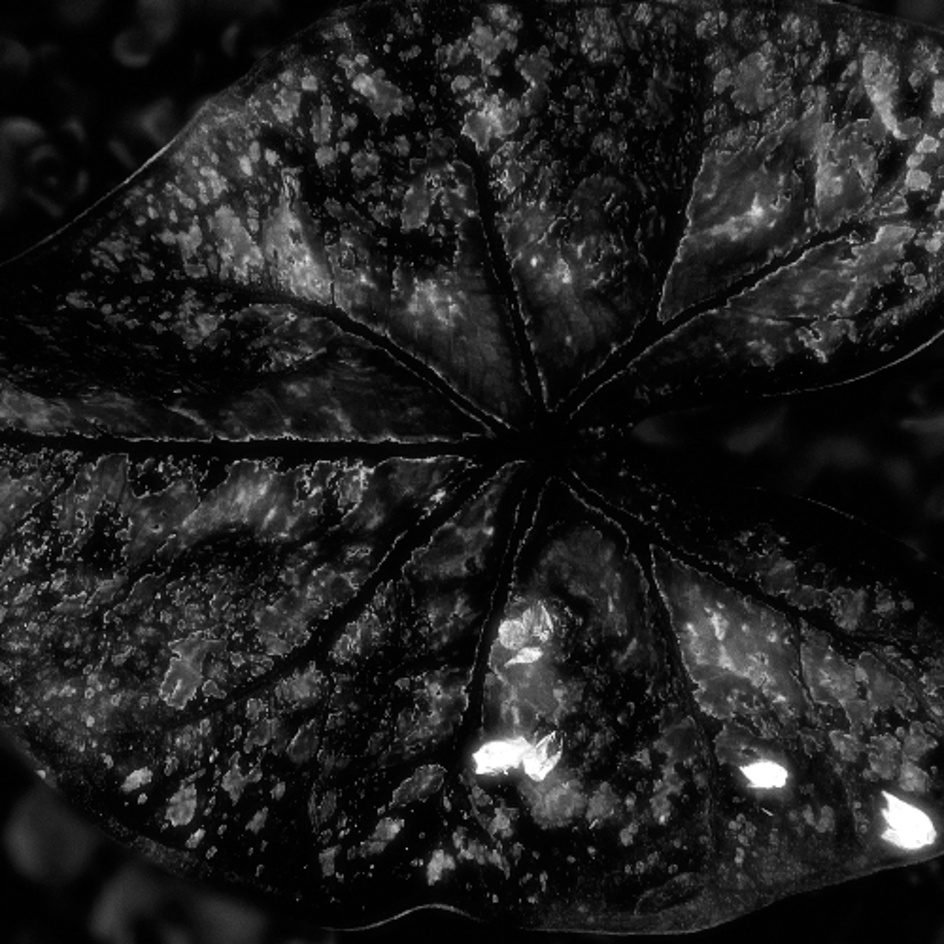 Petrichor episode artwork