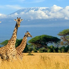 dawaj mi go na testy