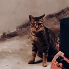 喵
