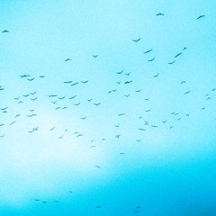 Pájaros Circulares