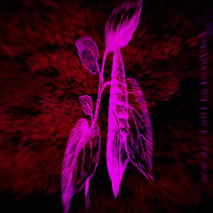 notahero + love jai "chrysalis" but i added my own verse (p. under the maple tree)