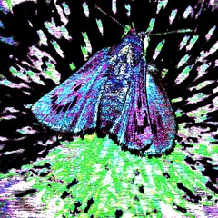 skipskip