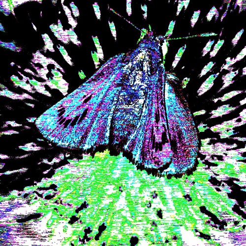 skipskip