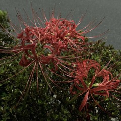 20250925池袋手刀ライブスマホ録音.wav