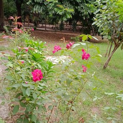 Dil Ka Bhanwar