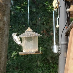 Anyway - Phil Beaudreau [Acoustic Cover]