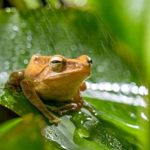 Mega Spring Rains