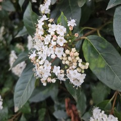 Someone You Loved - Lewis Capaldi (Cover Snippet)