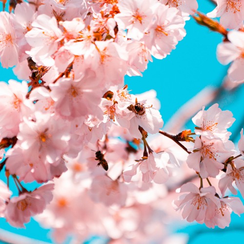 You're The Bees Knees (ROUGH)