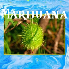 Marijuana