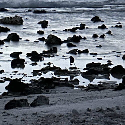 Stream Ladyfingers Herb Alpert (piano ver.) Arr. Harry Nicholson by