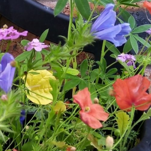 (Virgo) The Last Days of Summer