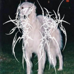 Gib Ihm?