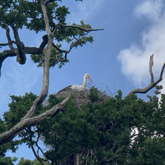 The Knepp White Storks - soundscape of hope