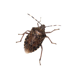 Give Me Bug Or Give Me Death