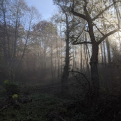 The Dark Forest Groove