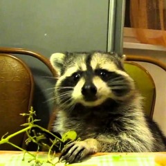 Raccoon Eats Grapes With His Little Hands