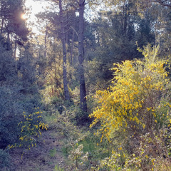 Ambiance matinale en Forêt de la Coubre