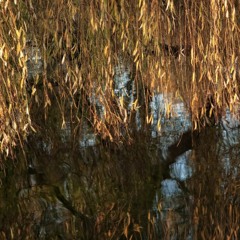 II. The Willow leaves all babbling wildly,