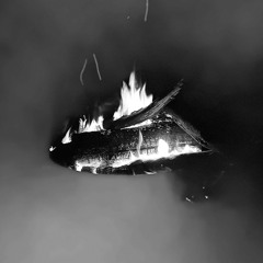 Migration - 08/07/2020