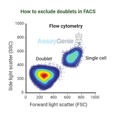 Excluding Doublets in FACS Analysis_ A Comprehensive Guide
