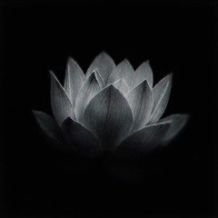 ARCHNGL × HAARPS - Lotus