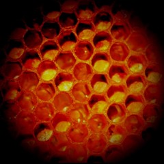 HONEY BEE Lawrence Ray/Alison David