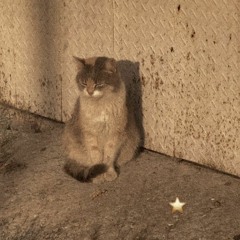 txt ; cat & dog ! (sped up)