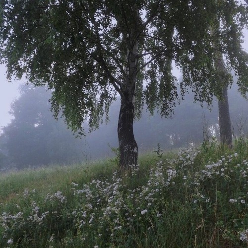 интересно, был ли он счастлив x posion tree