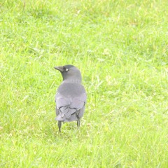 2024-12-20 12_19 Jackdaw
