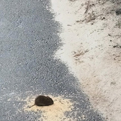 Rat City