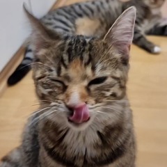 All of My Emotions & Symbiose Richter & Kopf & Hörer- Keine Fehler Machen & Das Licht entzündet mein