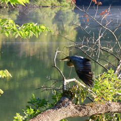 Awakening with Breath and Presence