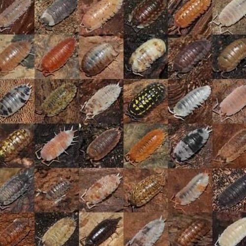 Pipickin + Emoslut666 - Сказка