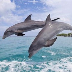 Dolphin Dance
