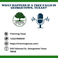 What Happens If a Tree Falls in Georgetown, Texas?