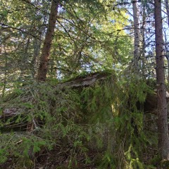 From dusk to dawn in a small opening in coniferous forest