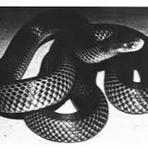 A Comprehensive Survey Of Australasian Snakes Survey I