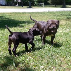 Bloodline...By JaxxxWaxxx(Prod. Thislandis X Fantasy Camp)