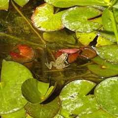 mars_le temps des fleurs-pomme cover