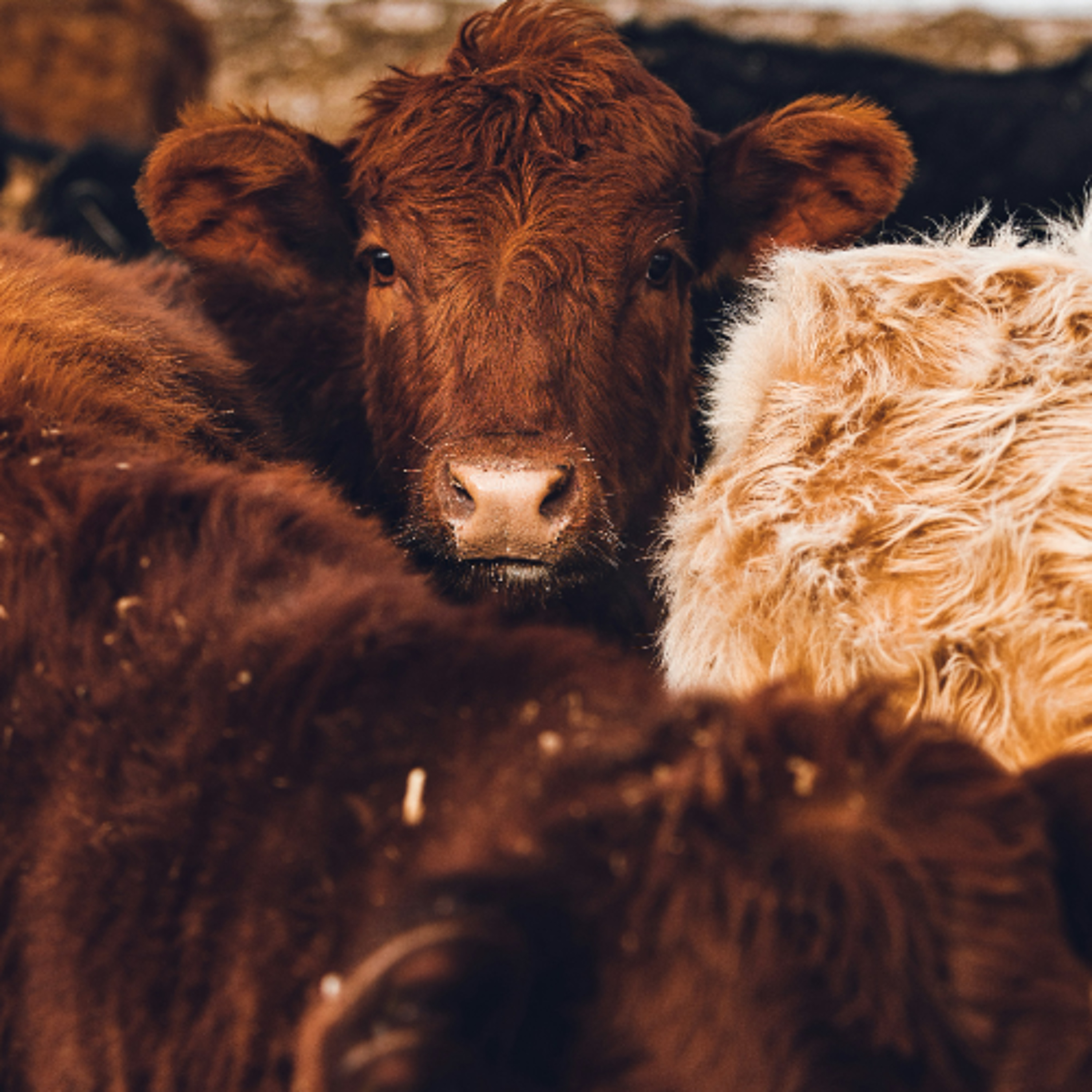 Pests, disease threaten American cattle