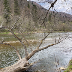 Летіла зозуля