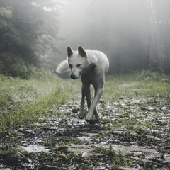 When The Wolves Come Out (demo)